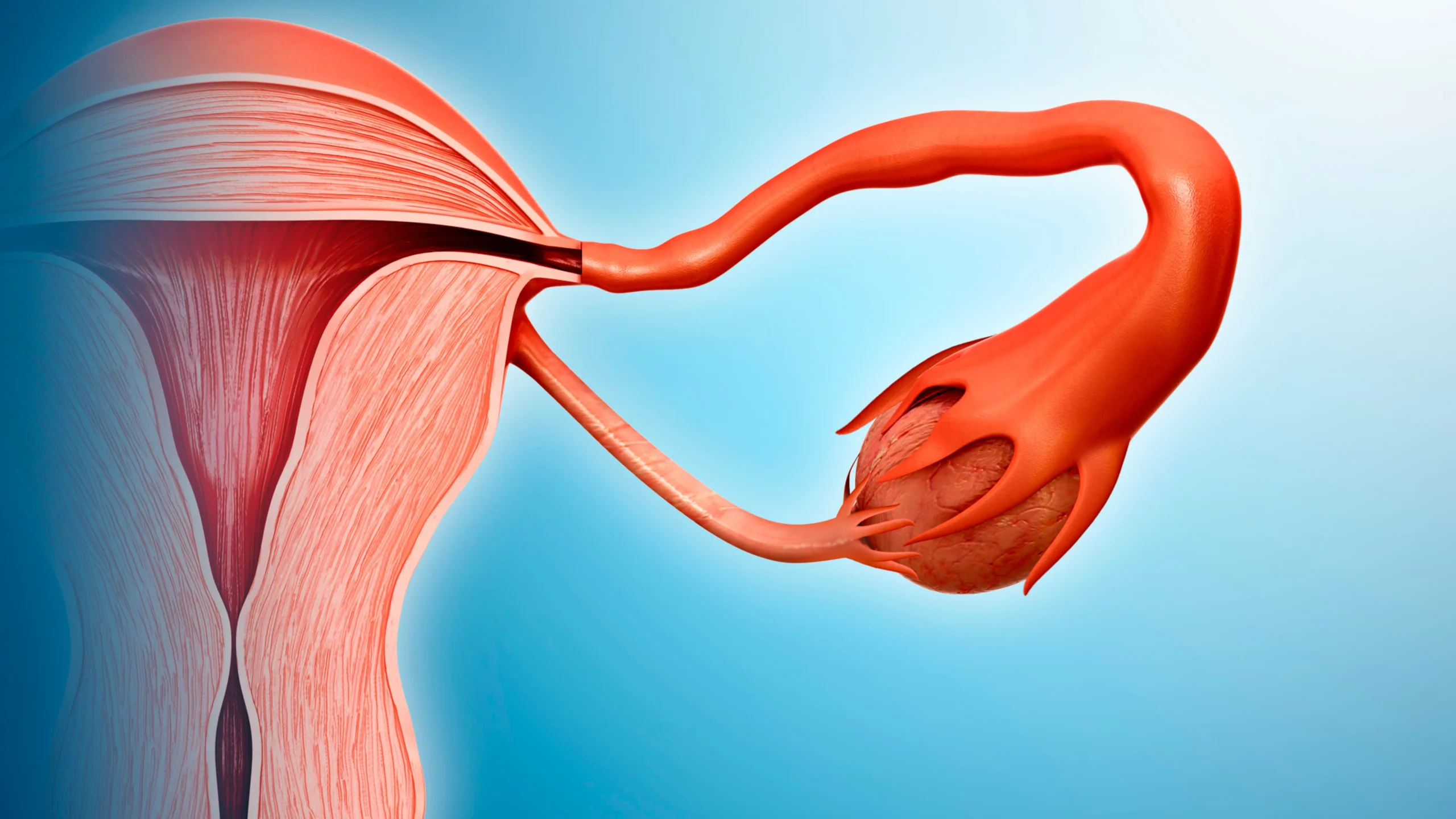 ما هو التواء المبيض؟ الأسباب والأعراض وطرق العلاج للحفاظ على خصوبتك